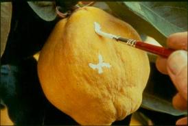 Eva Muñoz Reivindicación del aburrimiento El sol del membrillo